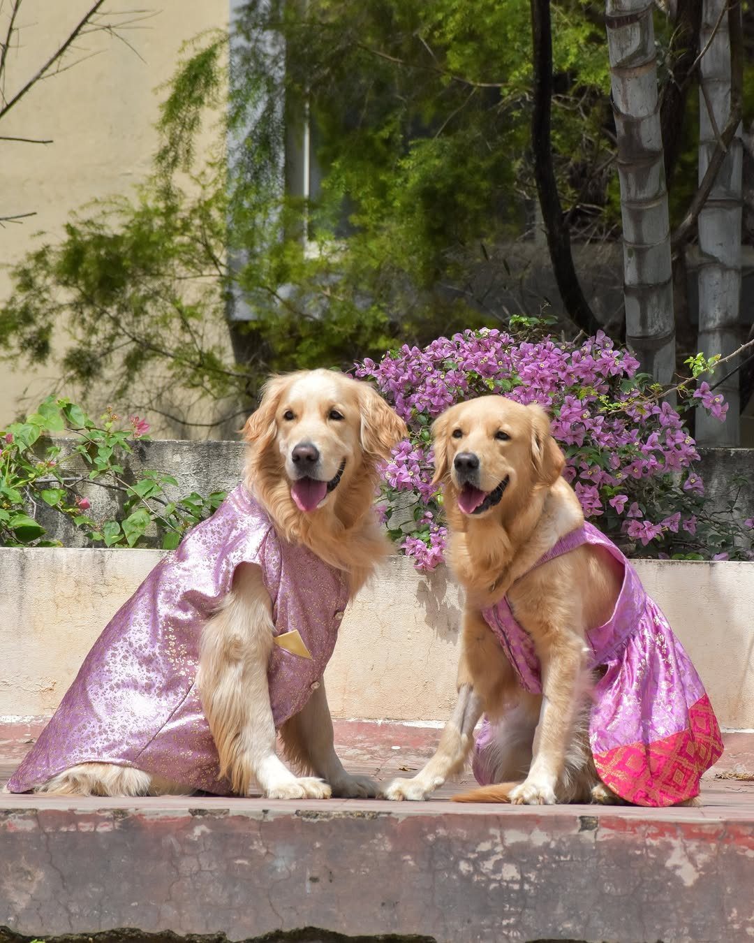 Two golden retrievers wearing ornate pink and purple traditional wedding outfits outdoors.